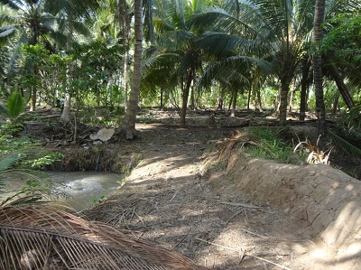Tập huấn kỹ thuật chăm sóc dừa thích nghi hạn mặn 
